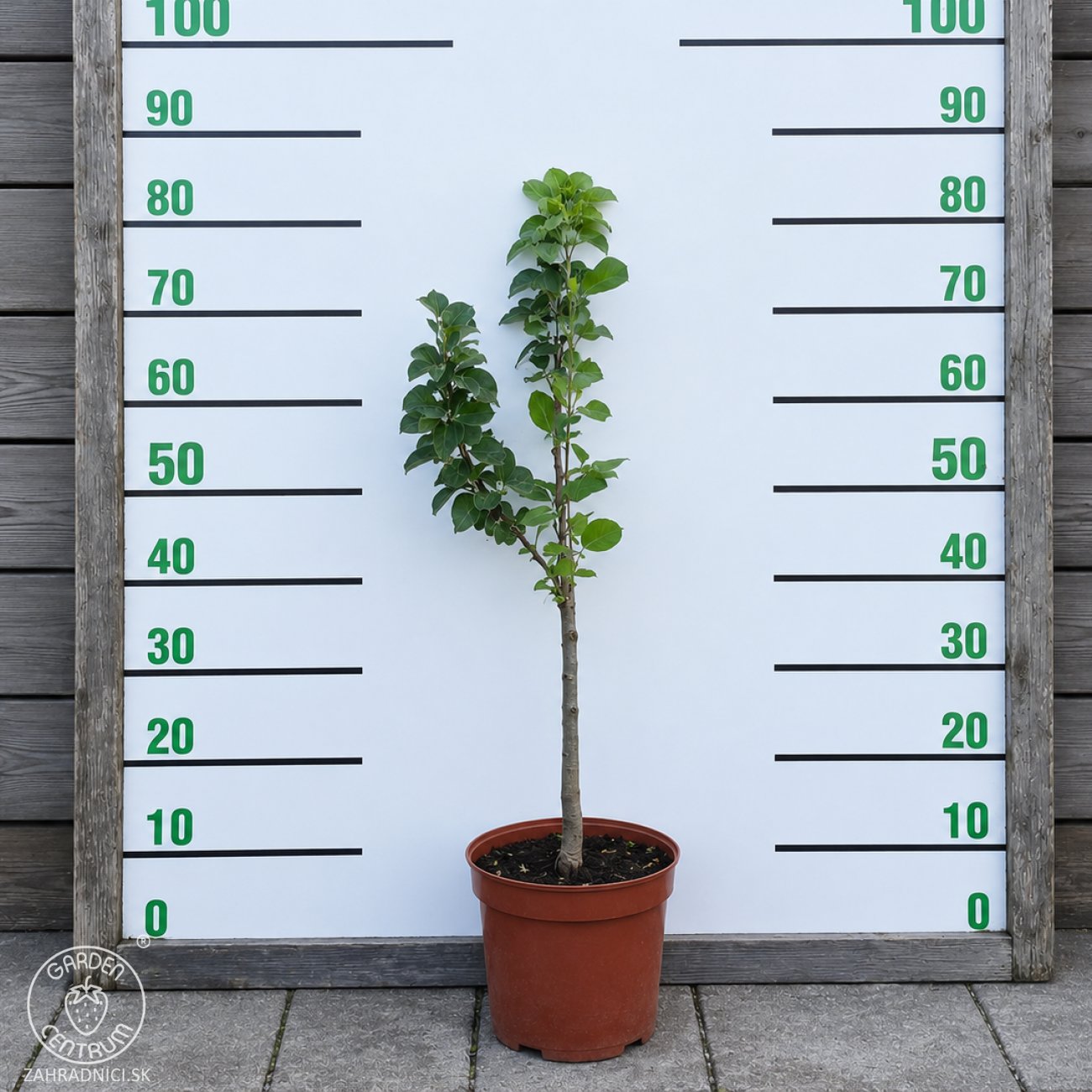 Obrázok Mini hruška nízkokmenná (Pyrus communis) ´GARDEN PEARL´® - jesenná, výška 60-90 cm, kont. C5L